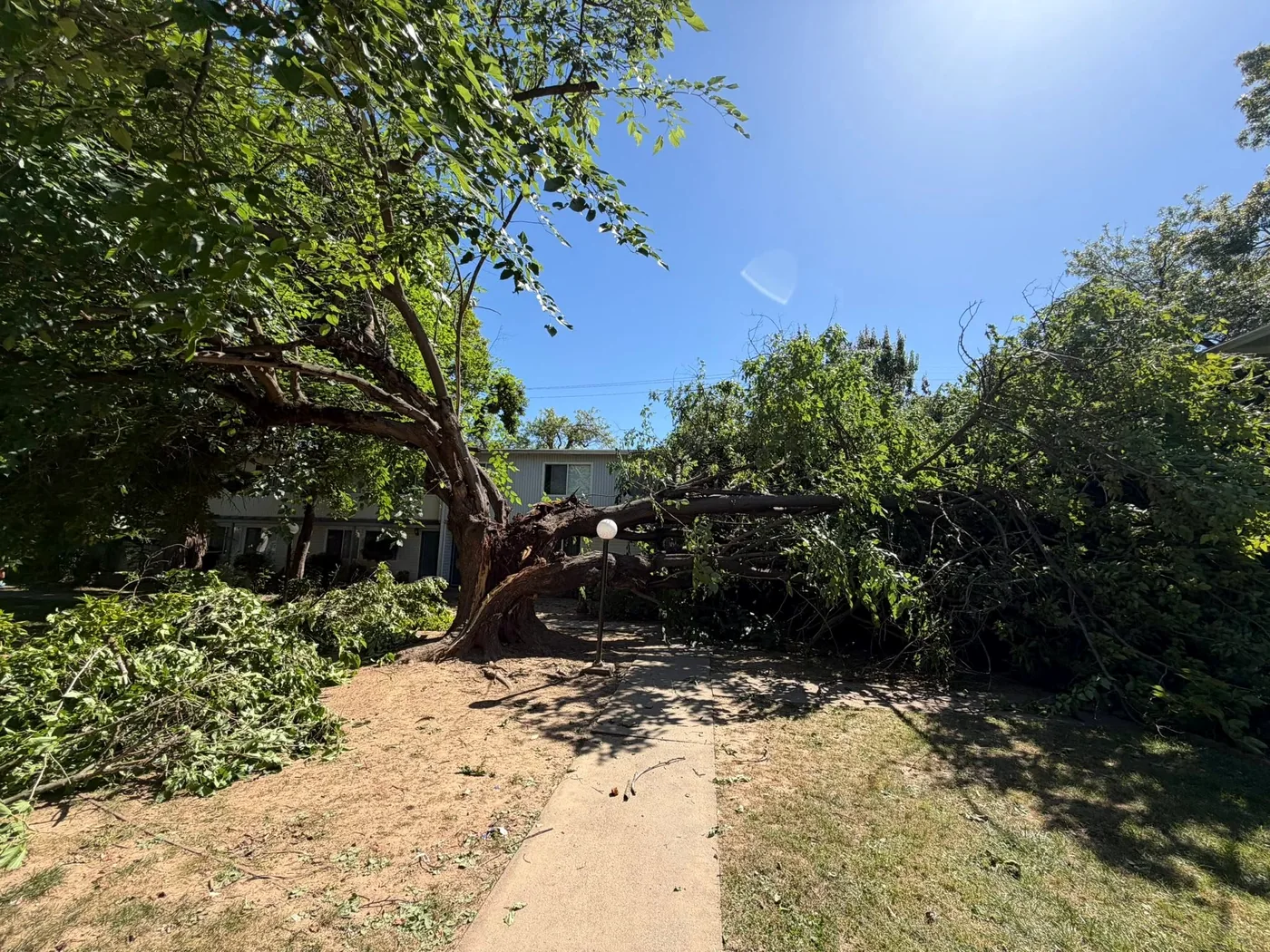 Large fallen tree being cleared from a residential property