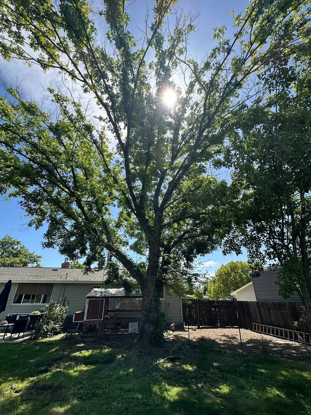 Mature residential tree before service