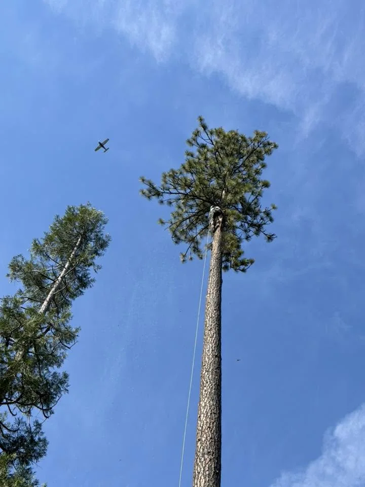 Tall tree prepared for professional tree work